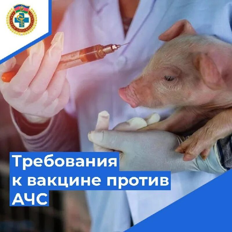 Воз животных. Свиной грипп. Всемирная организация здравоохранения животных мэб. Волы в упряжке. Международное эпизоотическое бюро.