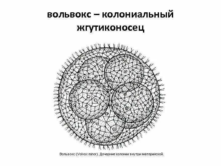 Колониальные водоросли вольвокс строение. Строение колонии вольвокса. Колониальные жгутиконосцы вольвокс. Колония вольвокс строение рисунок. Организм вольвокс