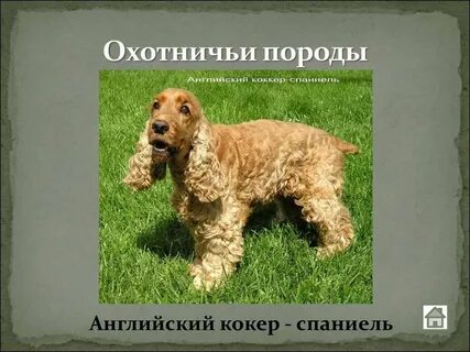 Английский кокер сколько весит
