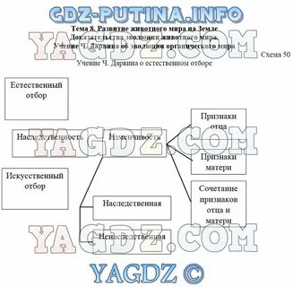 Заполните схему эволюция