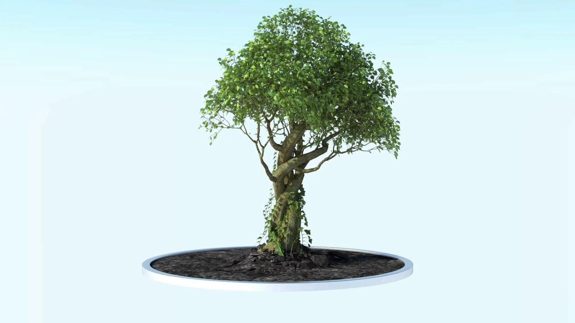 Растущее дерево видео. Exlevel GROWFX. Растущее дерево. Дерево анимация. Дерево растет клипарт.
