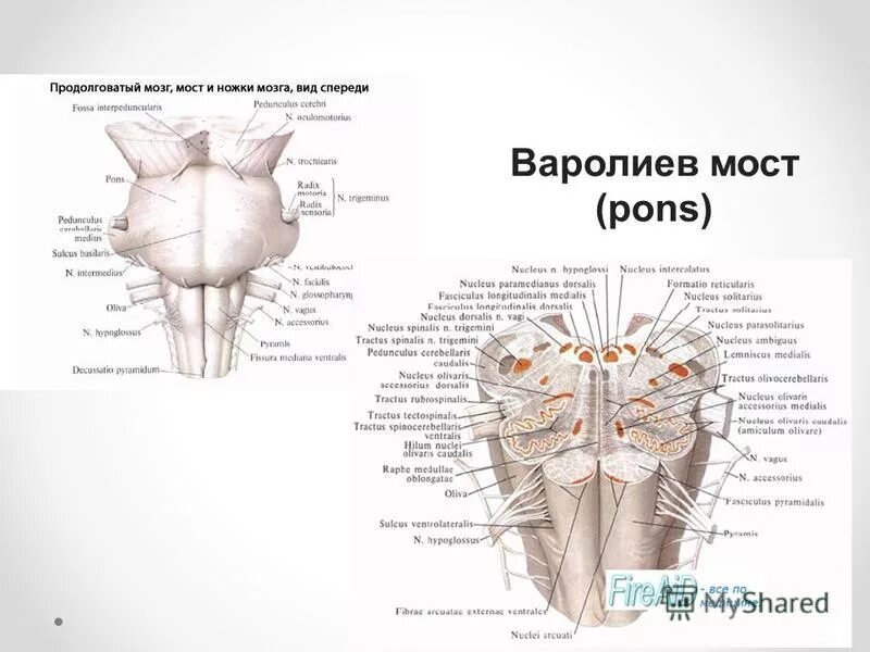 Варолиев мост строение. Строение мозга варолиев мост. Варолиев мост строение анатомия. Медиальная петля продолговатого мозга. Мост мозга состоит из