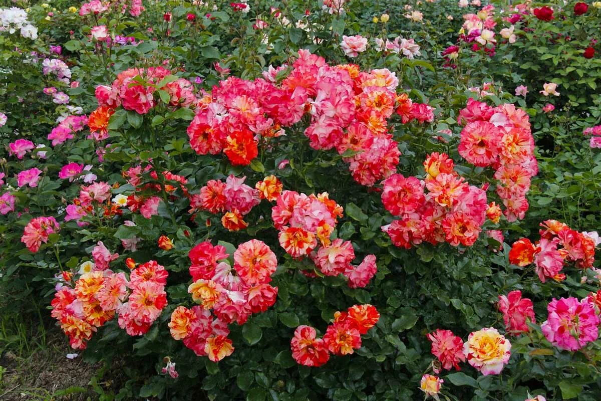 Полиантовые розы выращивание