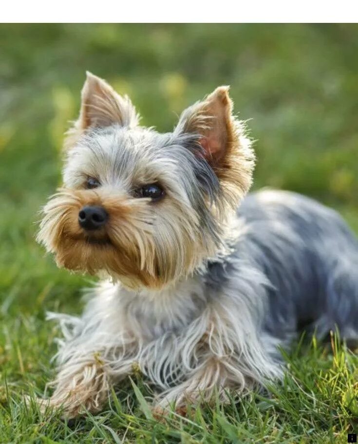 Где терьер. Ешкин терьер. Где терьер. Собака норвич терьер. Где терьер.