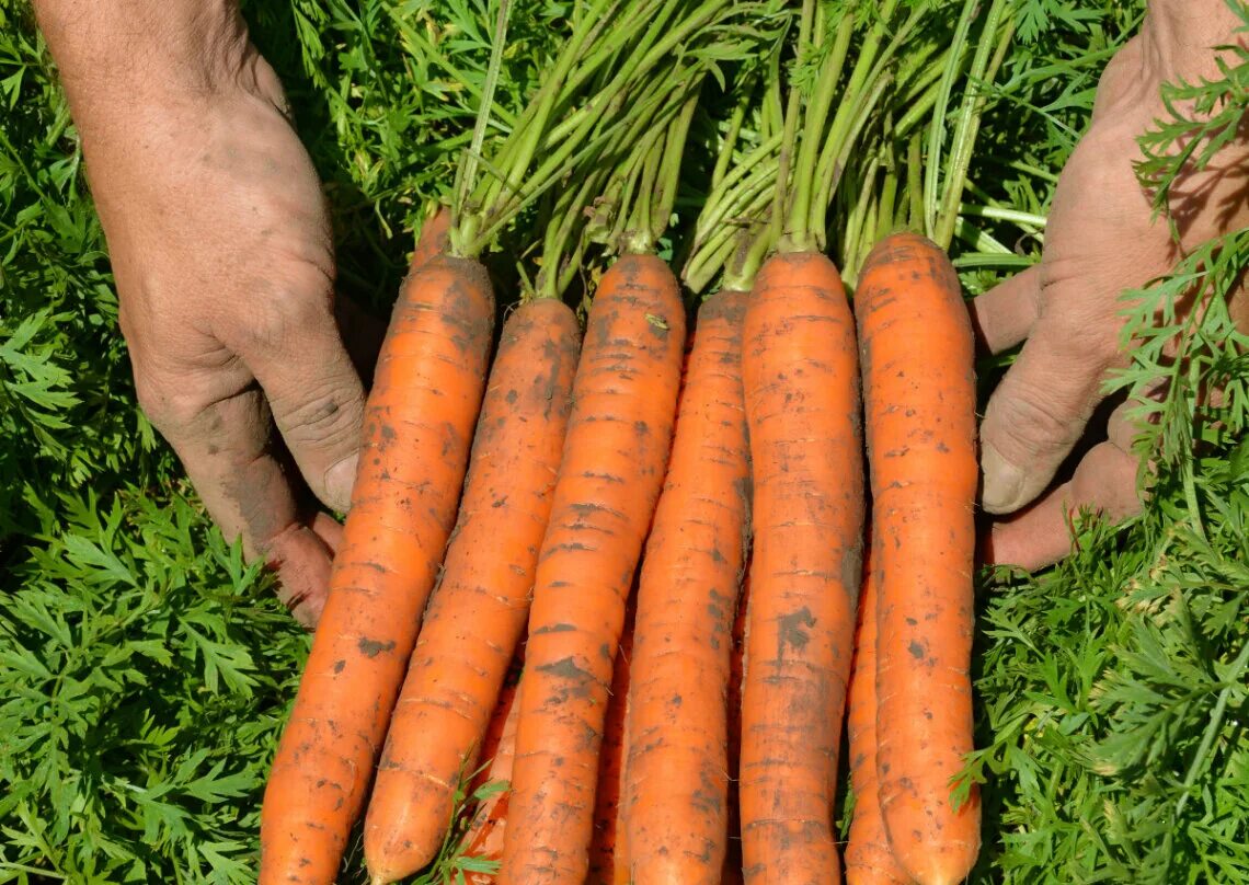 К чему снится морковь свежая. Сорт моркови Нантская. Сорт моркови Нантская 4. Семена морковь Нантская-4 1 гр. Морковь Нантская Семко.