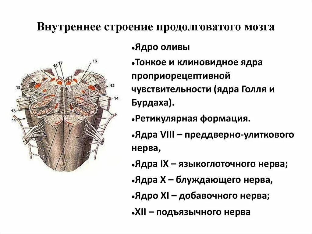 Какое строение имеет продолговатый мозг. Наружное строение продолговатого мозга. Продолговатый мозг строение. Внутренняя структура продолговатого мозга. Внутреннее строение продолговатого мозга.