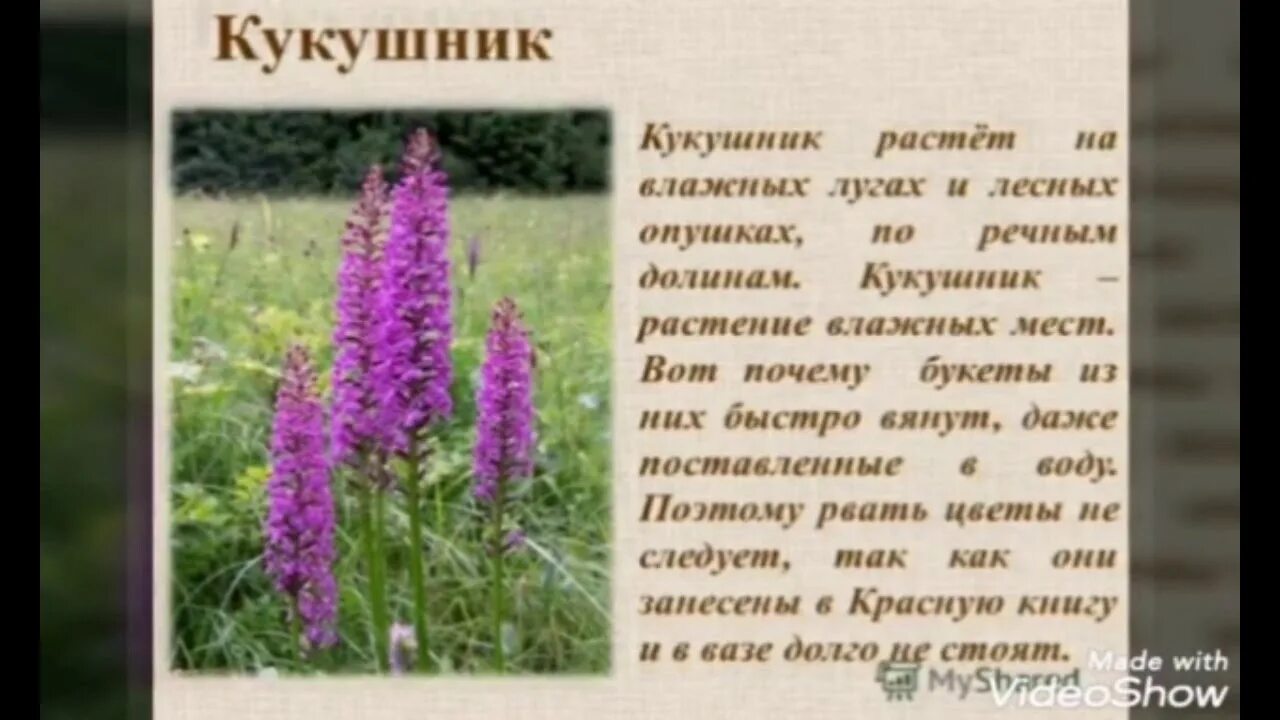Какие растения внесены в красную книгу дагестана. Показать растения красной книги дагестана. цветок или растение занесенное в красную книгу в дагестане. царство растений занесенных в красную книгу дагестана. растения занесенные в красную книгу дагестана проектная работа 3кл.