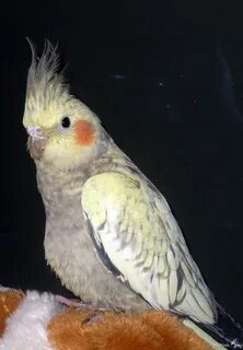 Пестрый кореллы