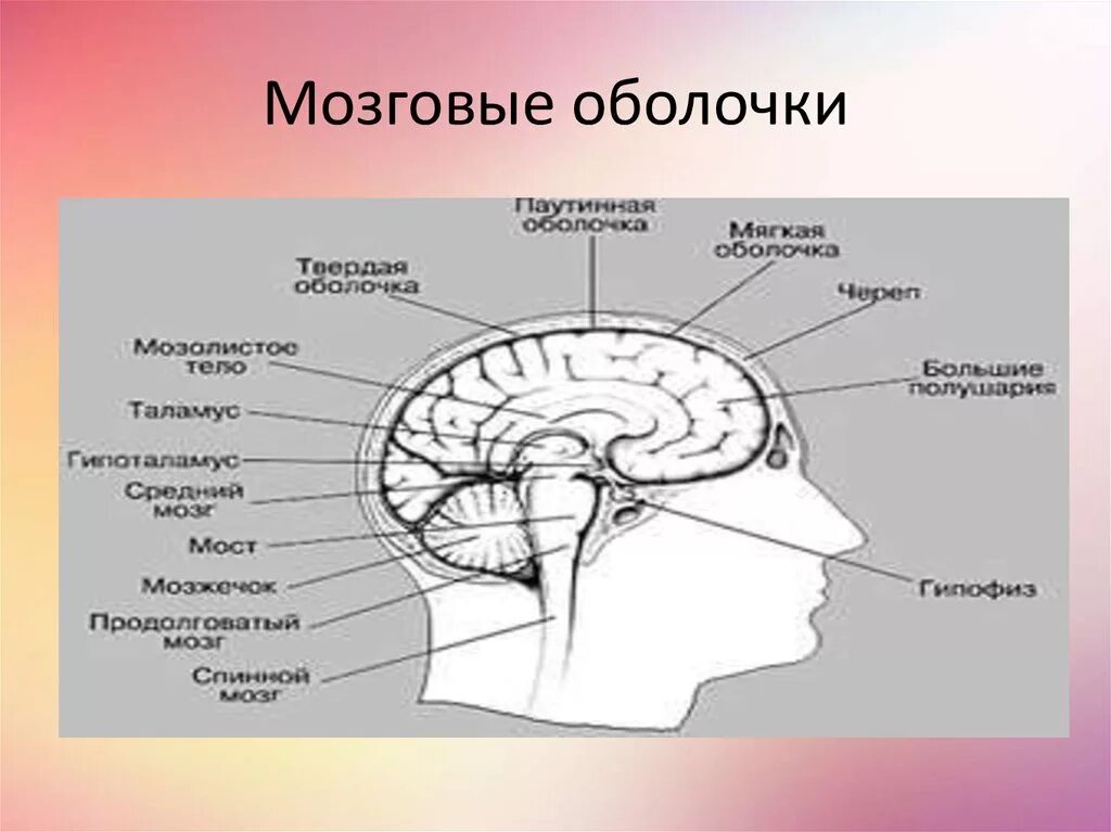 Оболочки защищающие мозг. Оболочки головного мозга анатомия. Схема оболочек и пространств головного мозга. Оболочки головного мозга и их функции. Строение оболочек головного мозга.