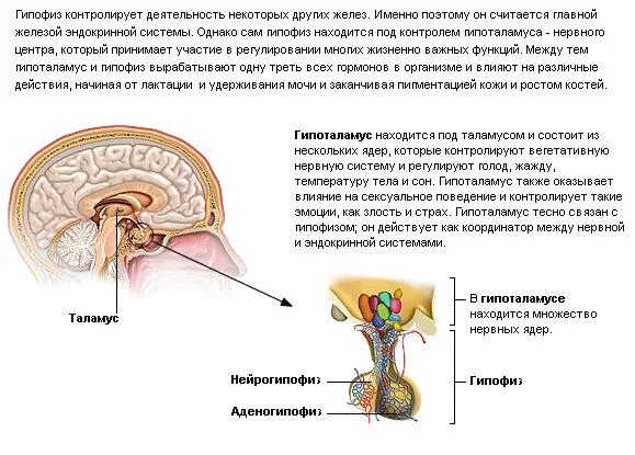 2 гипофиза. Регулирует деятельность гипофиза. Строение головного мозга гипоталамус и гипофиз. Гипофиз железа строение. Мозг человека анатомия гипофиза.