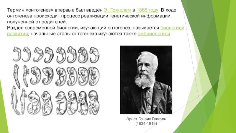 Работа по онтогенезу 10 класс. Онтогенез. Понятие онтогенеза. Термин онтогенез. Онтогенез это в биологии.