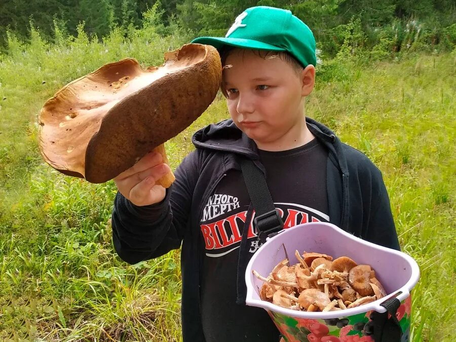 Боюсь есть грибы. Грибы в лесу. Большие грибы в лесу. Большой гриб. Огромный гриб.