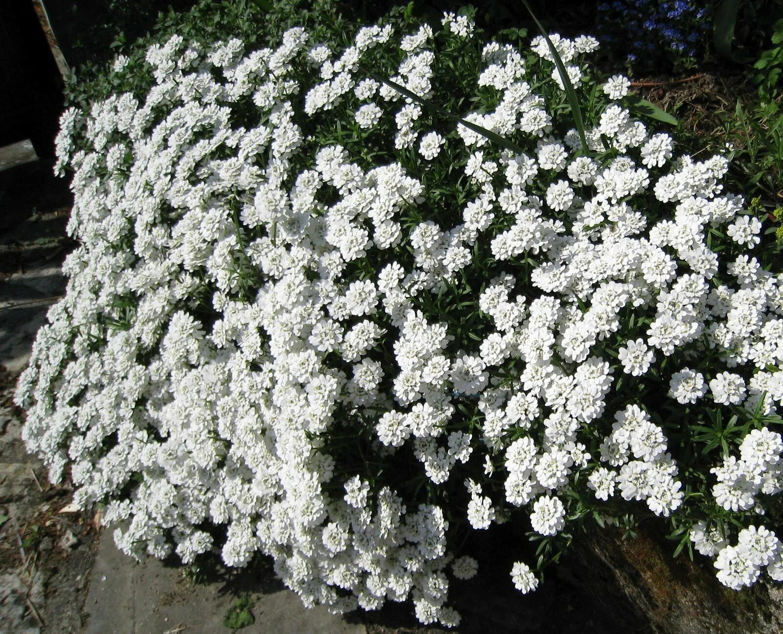 Названия белых многолетних цветов. Иберис Сноуфлейк многолетний. Иберис вечнозеленый Сноуфлейк. Иберис Ясколка. Иберис Альпийский.