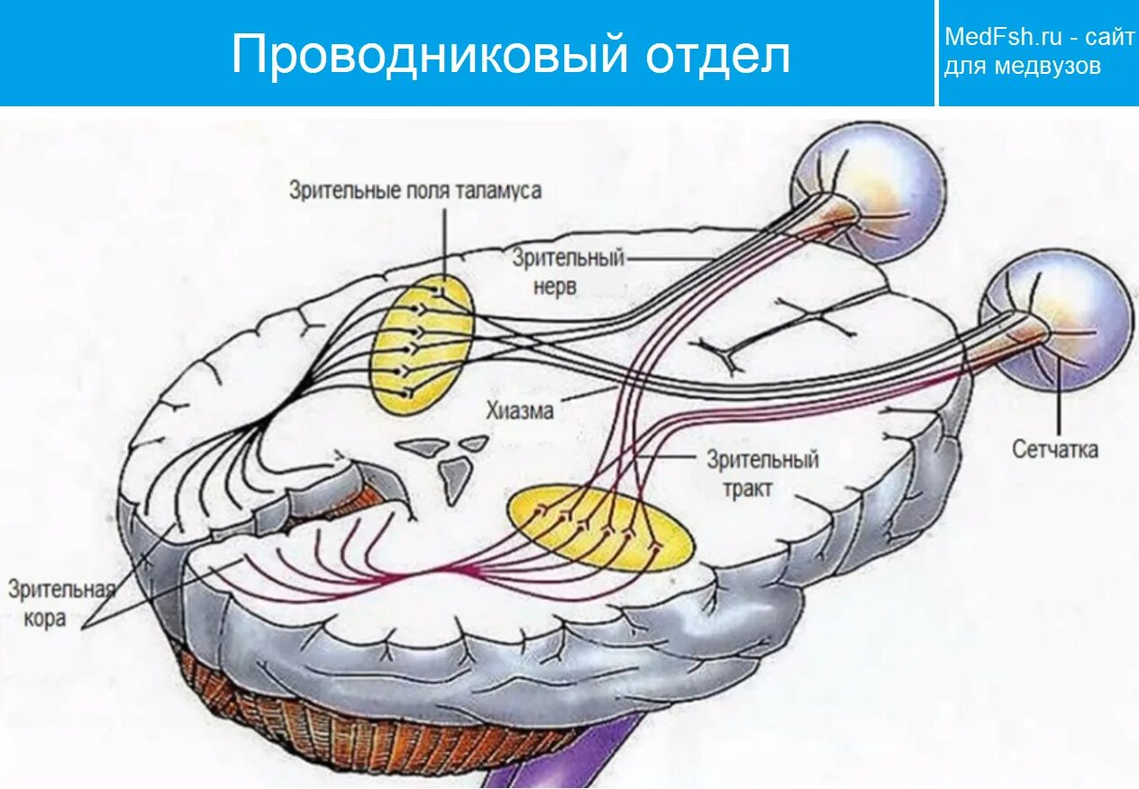 Структуры глаза зрительный нерв. Зрительный нерв анатомия иннервация. Строение зрительного нерва глаза. Зрительная сенсорная система зрительный нерв. Проводниковый отдел зрительный нерв.