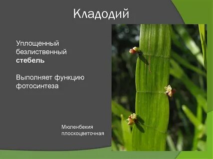 Филлокладий это видоизмененный