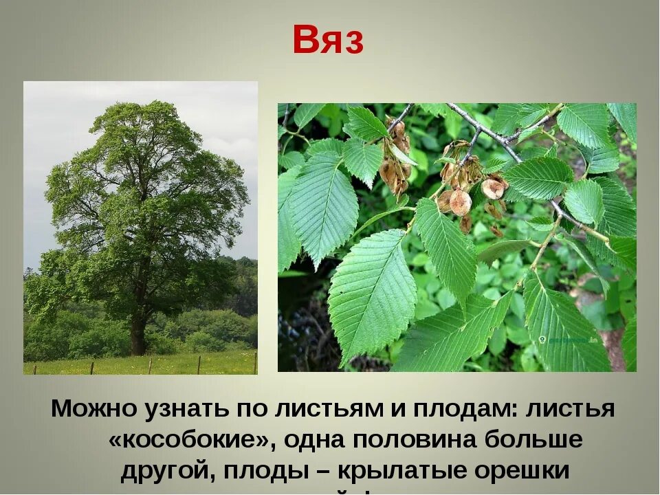Так в названии лиственного