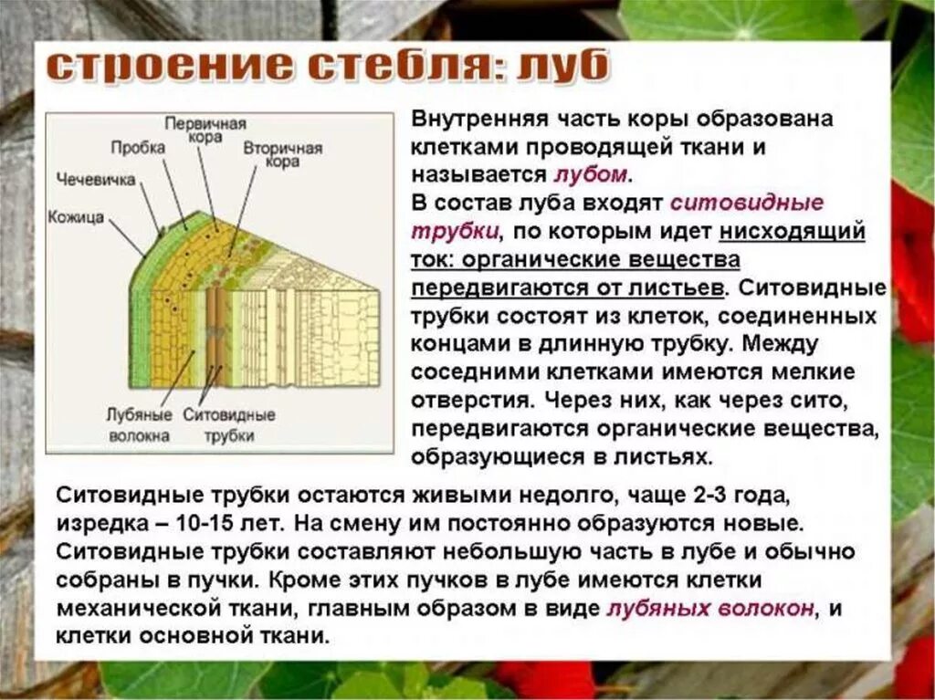 Древесные стебли образуются у. Строение стебля древесина Луб. Ткани растений внутреннее строение стебля. Строение тканей стебля древесного растения. Строение коры дерева Луб и.