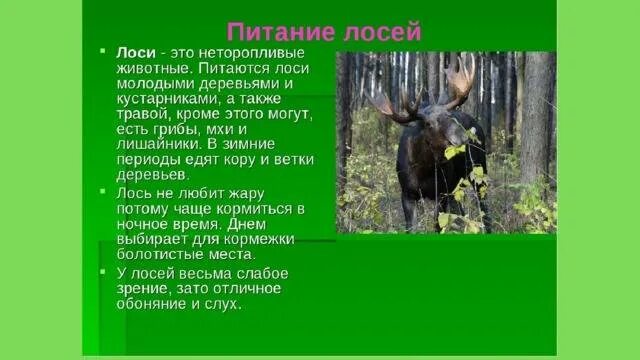 Сообщение о Лосе. Лось доклад. Лось краткое описание. Рассказ про лося.