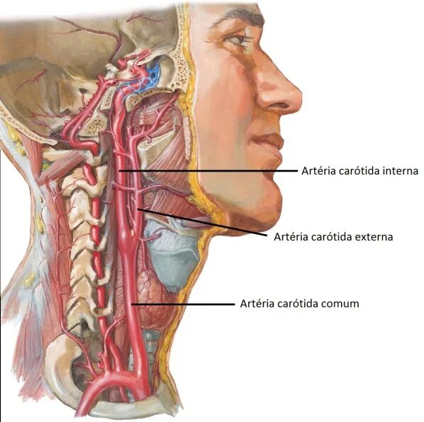 Сонная артерия где находится как нащупать. Каротидная позвоночная артерия. Позвоночная артерия на уровне c6. Сонные и позвоночные артерии. Сонная артерия и позвоночная артерия.
