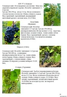 Неукрывные сорта винограда фото описание