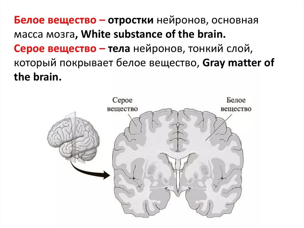 Белое и серое вещество головного мозга функции. Общая схема локализации белого и серого вещества головного мозга. Топография белого и серого вещества головного мозга. Головной мозг состоит из белого и серого вещества.