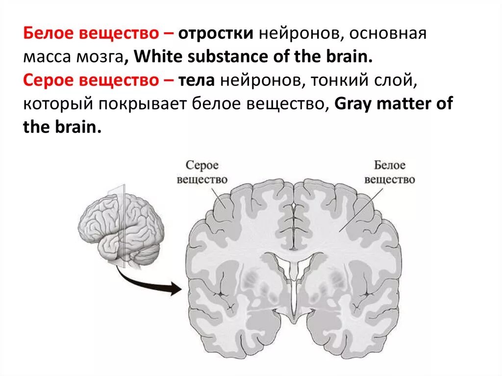 Из какого вещества состоят мозги