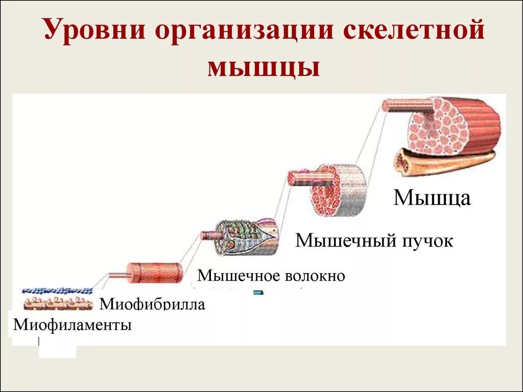 Последовательность мышечных элементов. Миофибриллы скелетной мышечной ткани физиология. Мышечное волокно уровень организации. Перечислите уровни организации скелетной мышцы. Внутреннее строение скелетной мышцы схема.