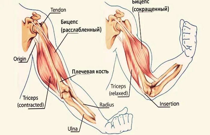Дергается предплечье