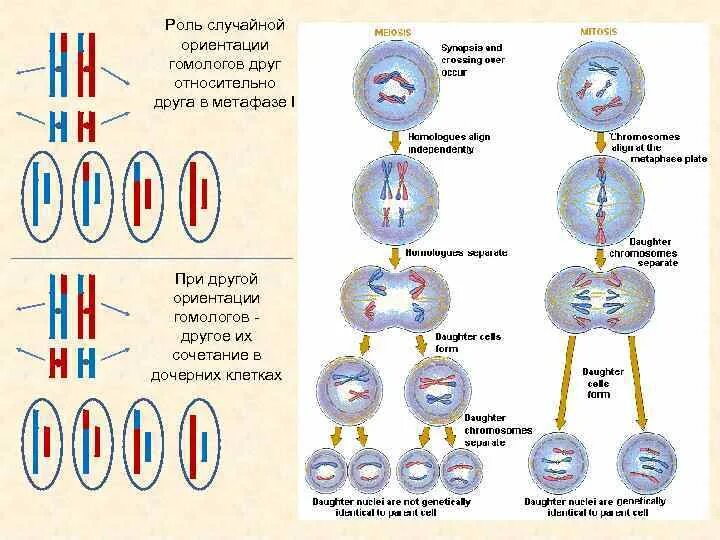Хромосомный набор дочерних клеток в мейозе. Схема хромосомы в дочерних клетках. Дочерние половые клетки. Метафаза 2 набор хромосом. В половых клетках любого организма набор хромосом