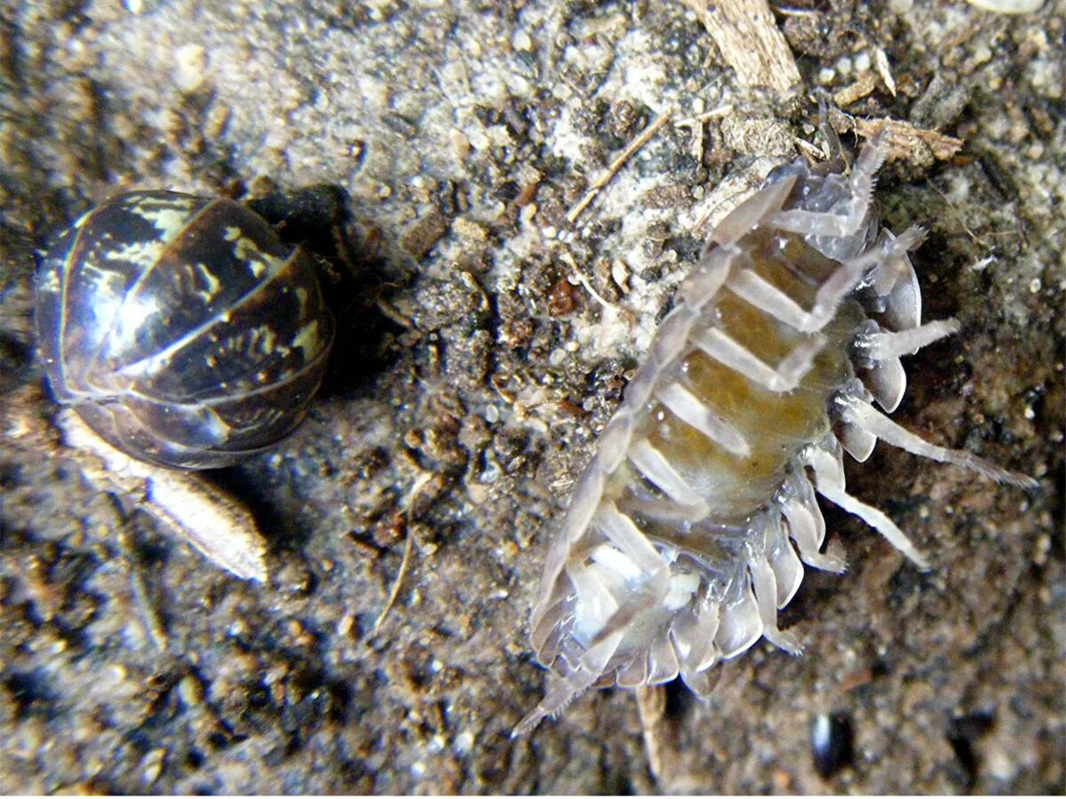 Мокрица рак. Жук мокрица броненосец. мокрицы armadillidium vulgare. гусеница мокрица. гусеница мокрица обыкновенная.