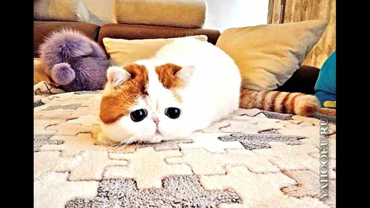 Самый короткий кот. Японская кошка снупи. кот экзот снупи. манчкин экзот. японская кошка экзот.