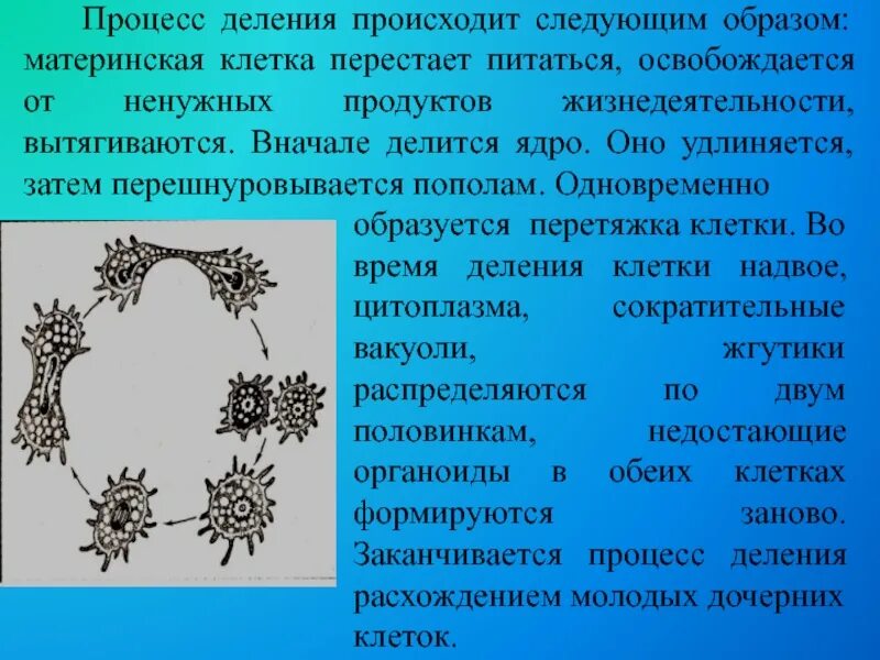 Деление ядра перетяжкой происходит в