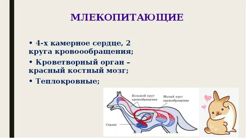 Теплокровные млекопитающие. Кроветворные органы млекопитающих. Теплокровные млекопитающие примеры. Почему млекопитающие теплокровные.