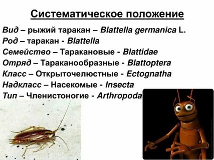 Насекомое какой род