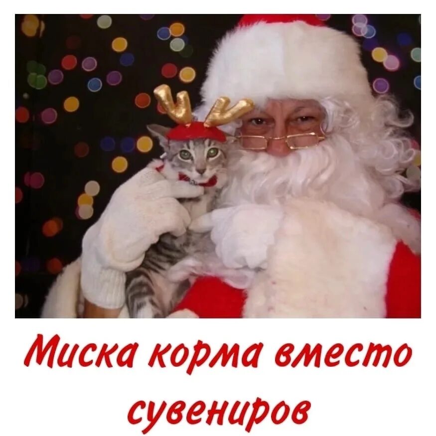 Коте дед мороз. Кот санта. кошачий дед мороз. санта с котами. котик дед мороз.