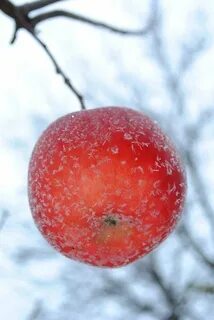 Зимняя яблоня какая