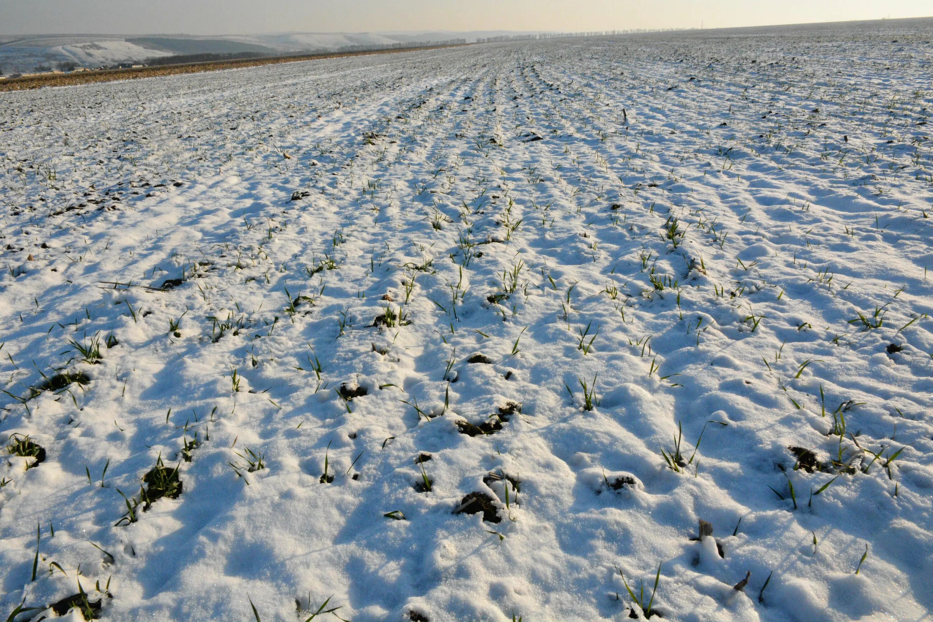 Озимые виды. Озимые под снегом. Посев озимых культур. Озимые поля. Озимые в снегу.