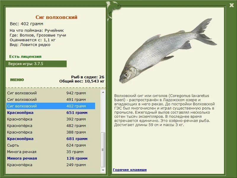 волховский сиг памятник. отряд лососеобразные. волховский сиг. сиг раскраска. сиг лудога.