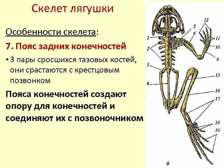 Скелет лягушки пояс задних конечностей. Скелет лягушки пояс передних конечностей. Скелет пояса верхних конечностей у лягушки. Скелет пояса задних конечностей амфибий.