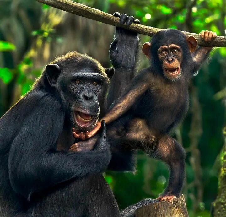 Забавный шимпанзе как правильно. Смешные обезьяны. Разные обезьяны. Две обезьянки. Две смешные обезьянки.