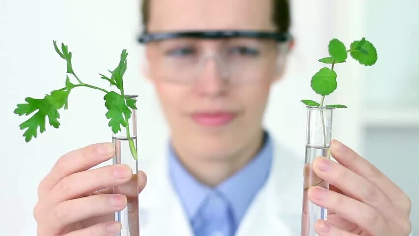 Иммунные растения. Иммунитет растений. Генетика растений. Селекционные достижения. Фитоиммунитет растений.