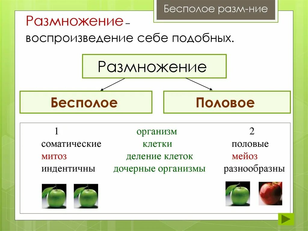 Выбери примеры бесполого размножения. Нестатеве розмноження. Формы размножения организмов бесполое размножение митоз. Нестатеве розмноження поділ клітин. Половое и бесполое размножение примеры.