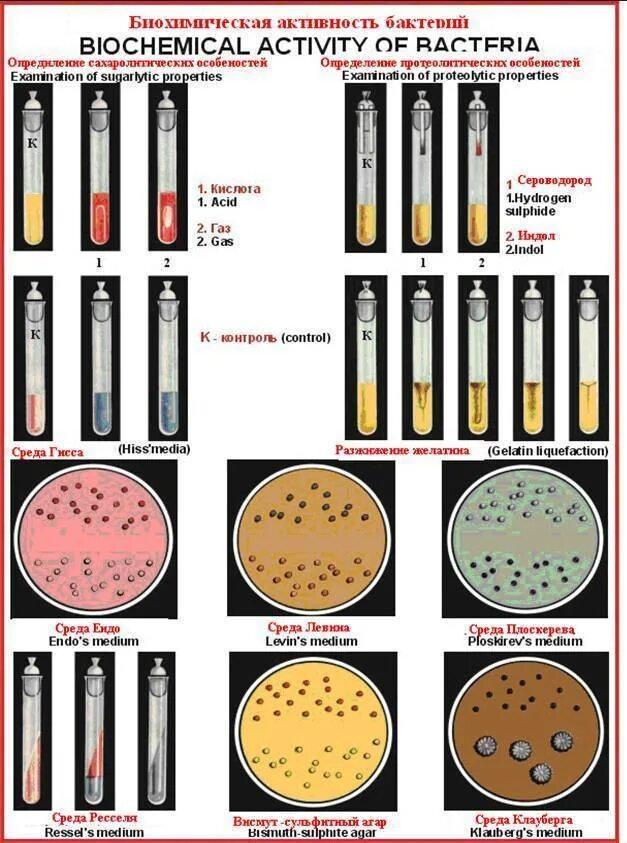 Биохимические и культуральные свойства. Культуральные свойства микроорганизмов. Культуральные свойства бактерий на жидкой питательной среде. Биохимические свойства бактерий.