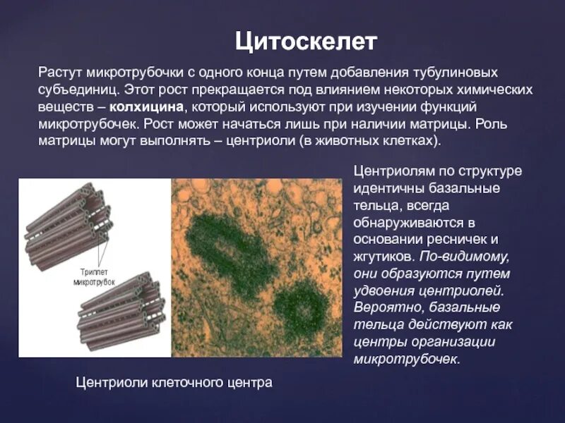 Вещество разрушающее микротрубочки веретена деления. Микротрубочка цитоскелет. Микротрубочки в цитоплазме. Клеточный центр микротрубочки. Актиново-микротрубочкового цитоскелет клетки.