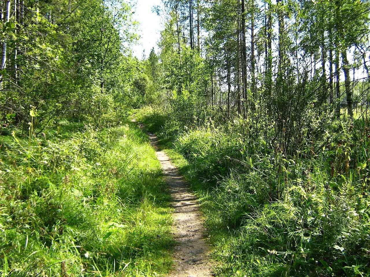 Гатчина лес. Гатчинский лес. Бронницкий лес гатчинский район. Лес гатчинский район. Поселок елизаветино.