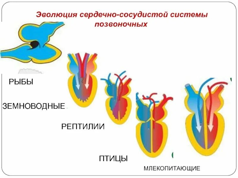 Эволюция сердца животных. Филогенез кровеносной системы позвоночных животных. строение сердца позвоночных. кровеносная система позвоночных схема. эволюция органов кровеносной системы позвоночных животных.
