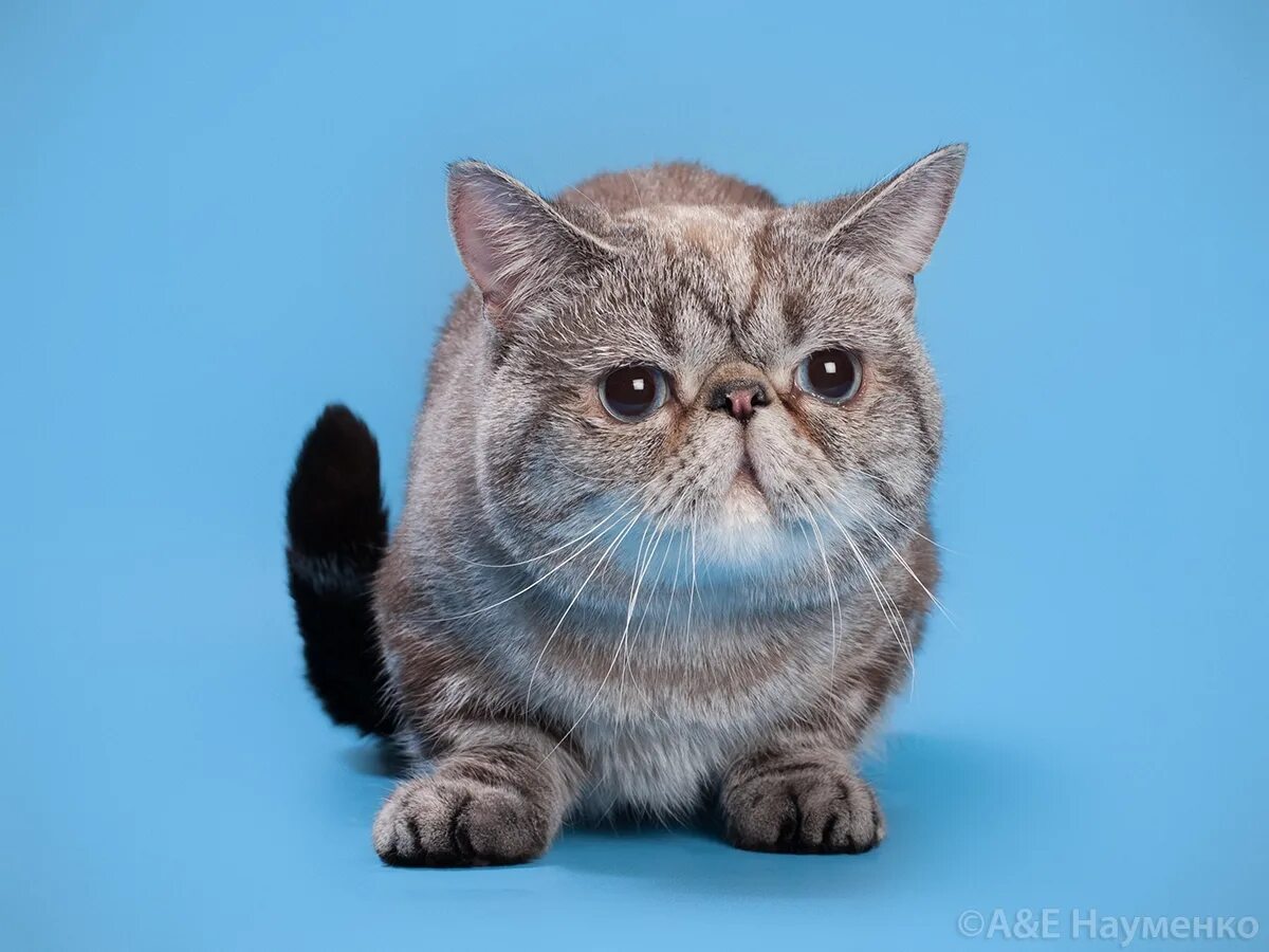 Minuet Longhair Cat Breed (Napoleon Longhair Cat) Cat breeds, Napoleon cat, All 