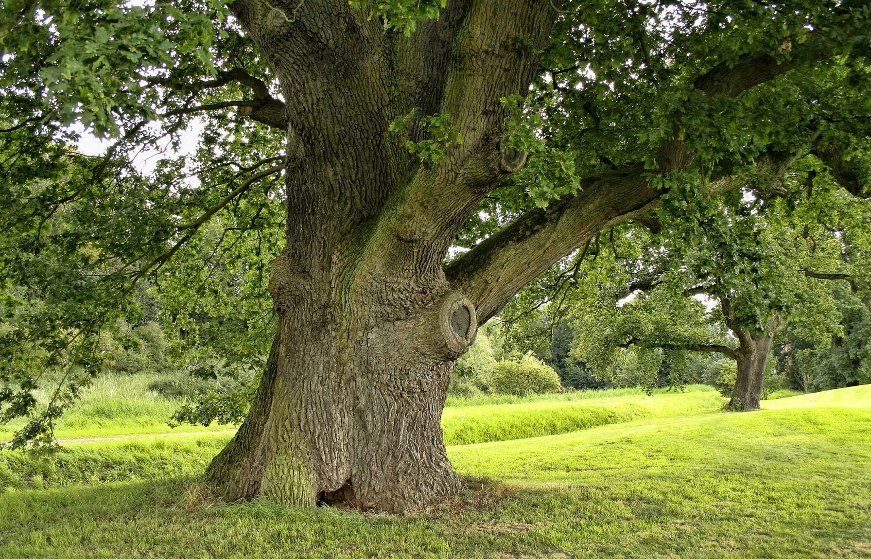 Дуб черешчатый курск. Шервудский лес дуб майор. Дуб черешчатый екатерининский парк. Черешчатый дуб ладушкин. Дуб черешчатый калининград.