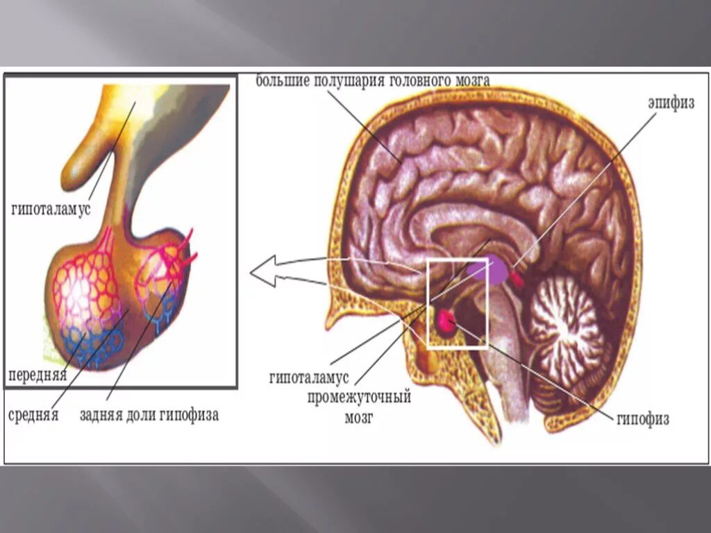 Формирующееся пустое турецкое седло головного. Анатомия турецкого седла и гипофиза. Турецкое седло в головном мозге. Гипофиз в турецком седле. Анатомия турецкого седла в головном мозге.