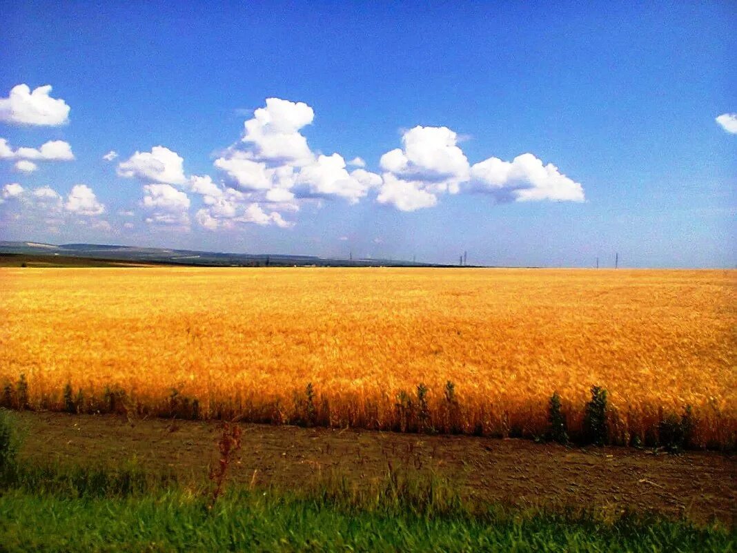 Луга и нивы золотые